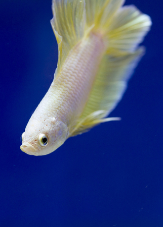 siamese fighting fishの写真素材