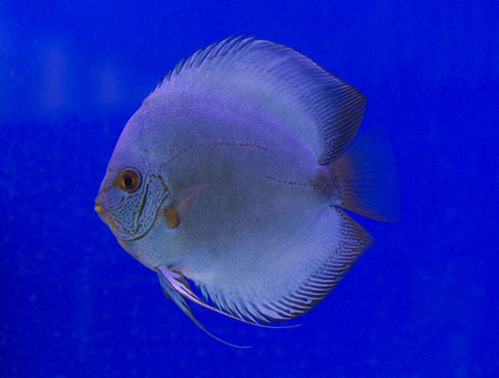 Pompadour, Discus fish