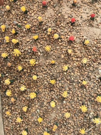 Cactus landscape. Cactus field. Garden of floweの写真素材