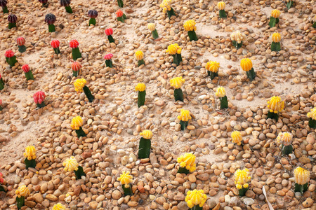 Cactus landscape. Cactus field. Garden of flowe