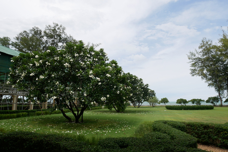 Beautiful landscape, blue cloudy sky, green grass field, leafy trees, sunny day, good weatherの写真素材