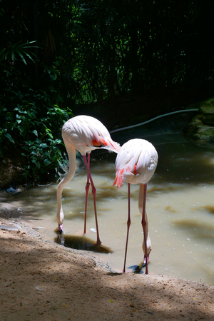 Pink flamingos on the bright summer dayの写真素材