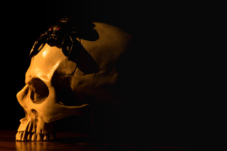 Halloween, spider on top human skull in front of black backgroundの写真素材