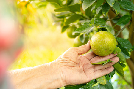 Hand of gardener harvesting fresh organic oranges in tropical agriculture Farmers pick natural produce which contains healthy vitamin C.の写真素材