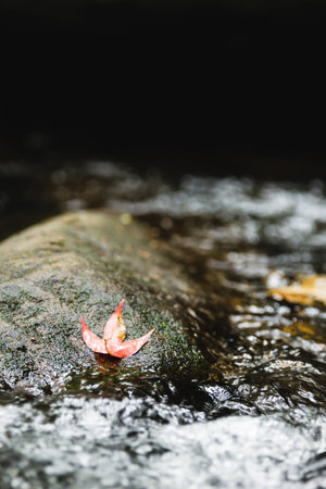 maple leaf in the Phu Kradueng National Park, Thailandの写真素材