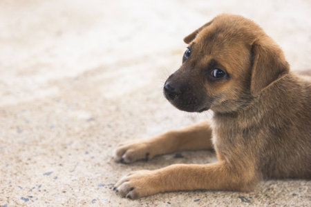 The eyes of a little dog Amid the chaos of the capitalの写真素材
