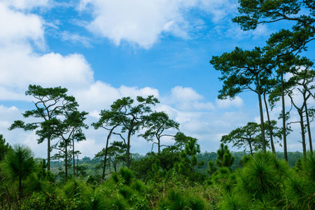 pine forest with the blue sky at Phu Kradueng National Park, Thailand.の写真素材