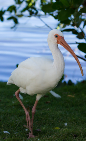 American White Ibis Bird Closeupの写真素材