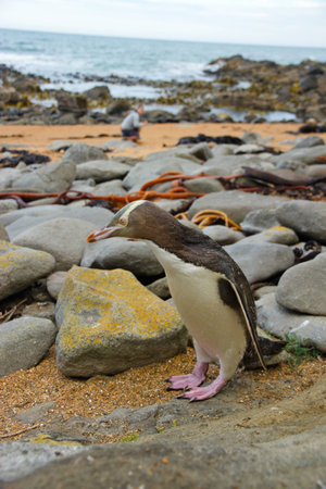 Yellow Penguinの写真素材