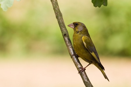 Greenfinchの写真素材