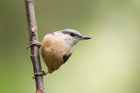 Nuthatchの写真素材