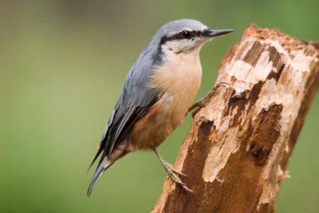 Nuthatchの写真素材