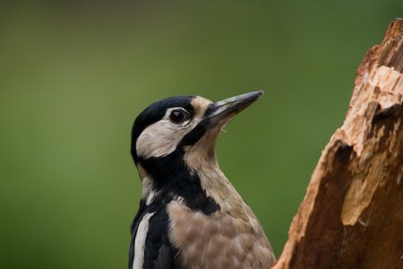 Woodpeckerの写真素材