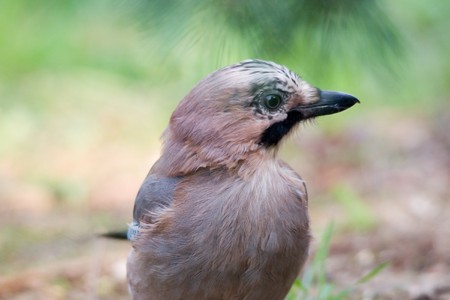 Eurasian Jayの写真素材