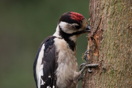 Woodpeckerの写真素材