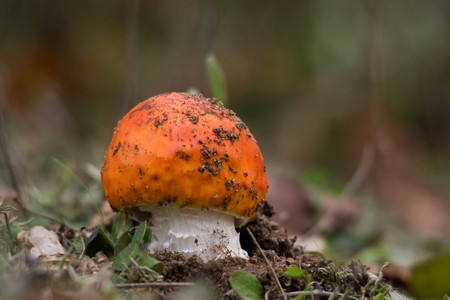 Mushroomの写真素材
