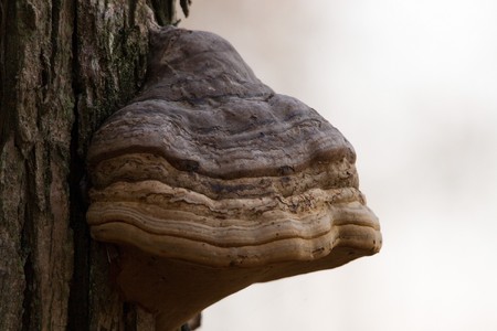 Wood Mushroomの写真素材