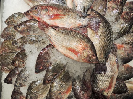 nile tilapia