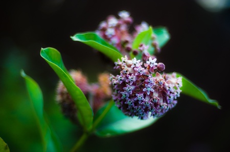 Leaves and inflorescence of lilac.の写真素材