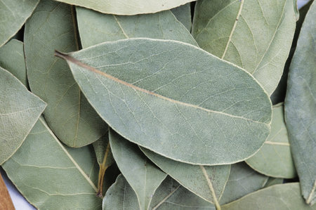 Aromatic herbs, close up of bay leaves, on white backgroundの写真素材