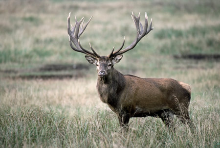 Male Red Deer (Cervus elaphus) stag during rutting season in Autumn Fallの写真素材