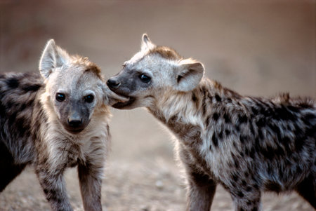 Spotted hyena (Crocuta crocuta) familyの写真素材