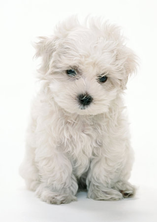 Portrait of a Maltese puppy sitting on a white background.