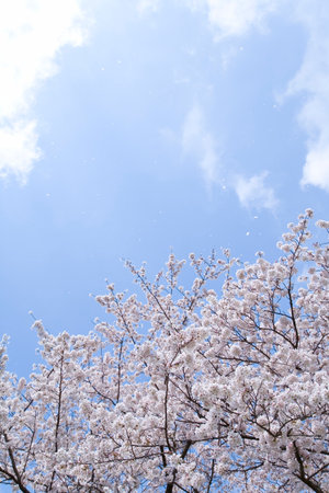 Cherry blossoms in full bloom with blue sky and white clouds