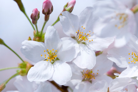 cherry blossom in spring, macro shot with shallow depth of fieldの写真素材