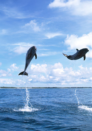 dolphins jumping out of the water on a background of blue skyの写真素材