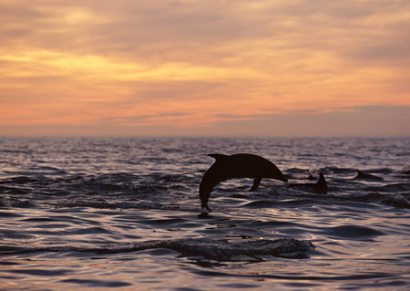 Dolphins jumping out of the water in the sea at sunset.の写真素材
