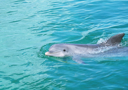 dolphin swimming in the sea, close-up of the headの写真素材
