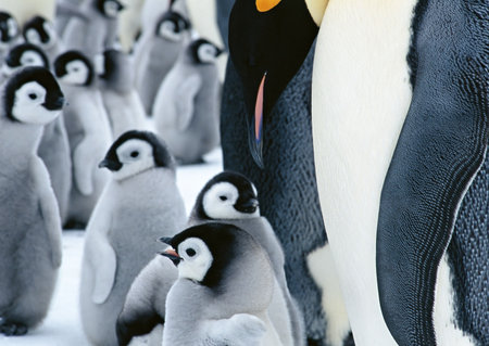 Emperor Penguins (Aptenodytes patagonicus)