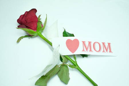 red rose with card  love mom white backgroundの写真素材