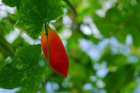 Ivy gourd, Coccinia grandis, Family Cucurbitaceae from central of Thailandの写真素材