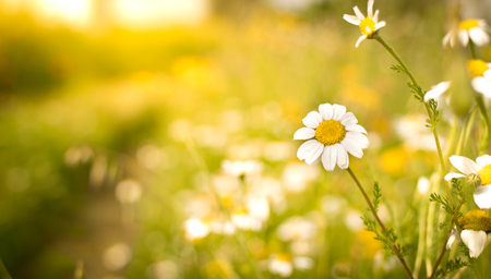 Flowering of daisies. Oxeye daisy, Leucanthemum vulgare. Relaxing springtime walk path conceptの写真素材