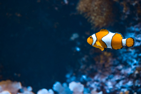 Clown fish and rocks in marine aquarium. Reef fish swimming. Dark background. Amphiprionの写真素材