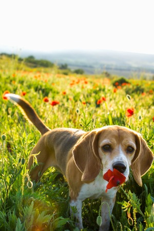 Beagle dog smelling poppy flower on a meadow. Dog, wild flowers and poppiesの写真素材