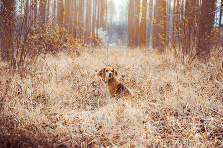 Portrait of pure breed beagle dog. Beagle in the middle of field with dry straws at spring...