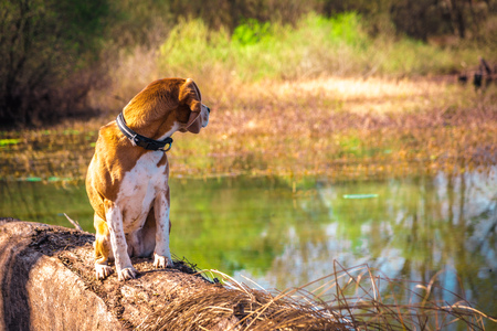 Portrait of looking back pure breed beagle dog seated at trunk lakeside. Big ears listening or hear concept. Happyの写真素材
