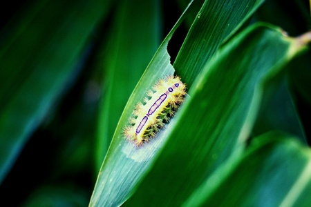 Yellow worm eat bamboo leavesの素材