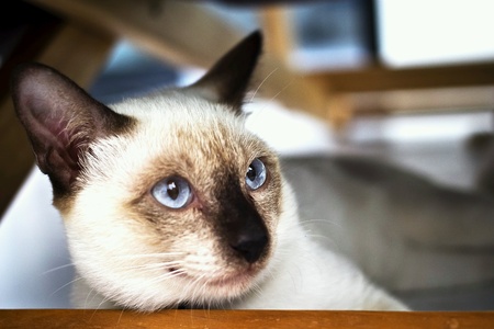Siamese catの素材