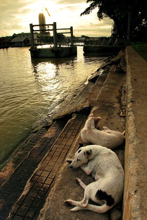 Dogs waiting at river bankの写真素材