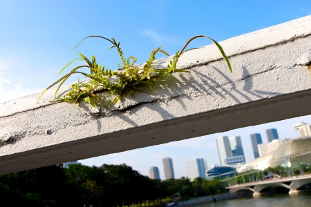 weed growing on concrete bridge handrail with city view in backgroundの写真素材