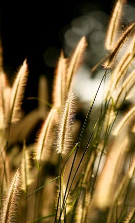 group of beautiful grass glowing in golden sunlightの写真素材