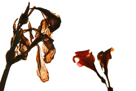 dying brown flower with beautiful young red flower at the backの写真素材
