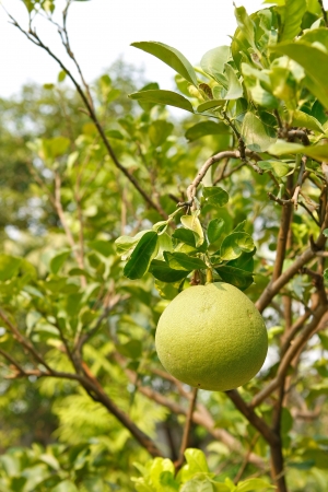 beautiful young pomelo fruit in pomelo gardenの写真素材