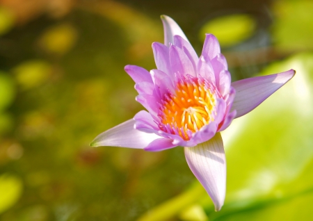 violet lotus with vividly yellow pollen in sunlightの写真素材