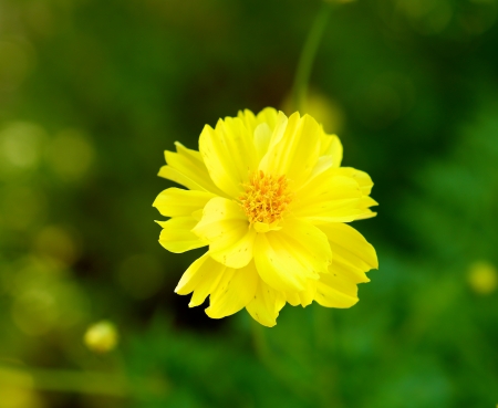 beautiful vivid yellow flower with green backgroundの写真素材