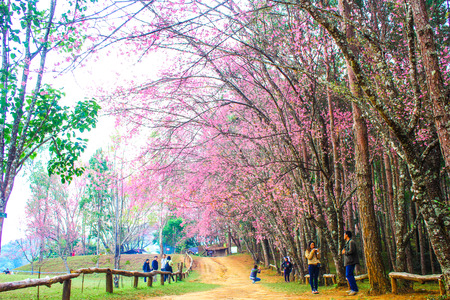 Sakura Thailandの写真素材